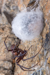 Cave spider, Meta bourneti in a cave.