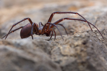 Cave spider, Meta bourneti in a cave.