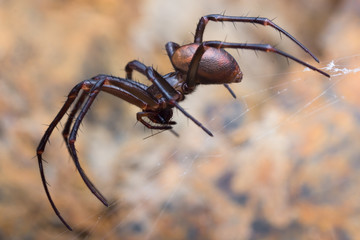 Cave spider, Meta bourneti in a cave.