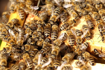 viele Arbeiterbienen im Stock