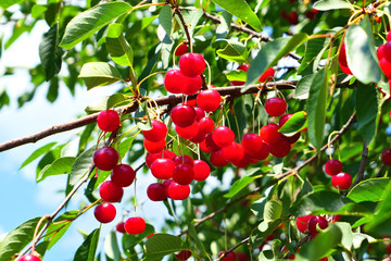 Red cherries fruits on tree.