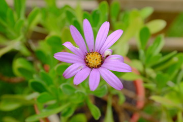 Beautiful pink Osteospermum (African Daisy) flower on a sunny spring day.