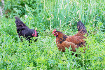 Two chickens in the garden of the farm walk on the grass and look for food_