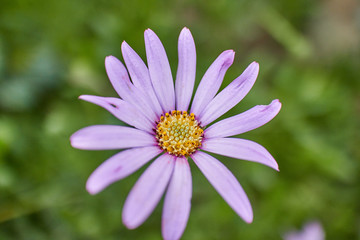 Fototapeta premium Beautiful pink Osteospermum (African Daisy) flower on a sunny spring day.