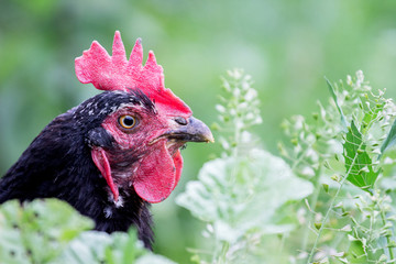 Black chicken in a garden of a farm on a background of green grass. Copy of space_