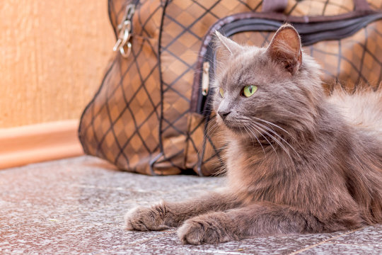 A gray cat sits near suitcase. Waiting for the train at the train station. Passenger with a suitcase while traveling_