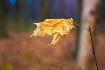 Obraz premium A dry orange maple leaf in the forest on a dark background_