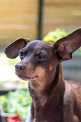 friendly brown pinscher dog portrait outdoor