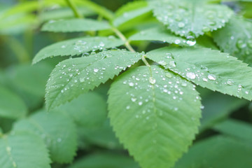 raindrops on green leaves close up