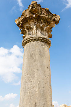 Volubilis, collum