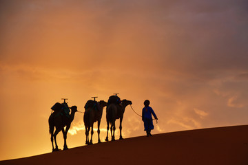 Fototapeta na wymiar Camel caravan in the Sahara  desert on during sunset, Morocco