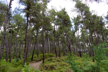 Forest road. Summer sunny forest. Nature, season and environment concept.