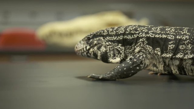 Handheld, close up shot of a white monitor lizard searching on a table.
