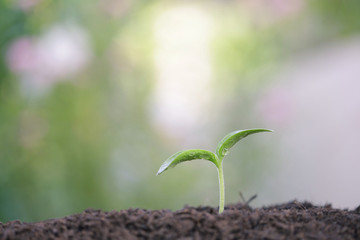Young green plant growing in the morning with dew