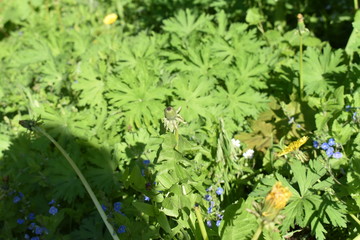 green plants in the garden