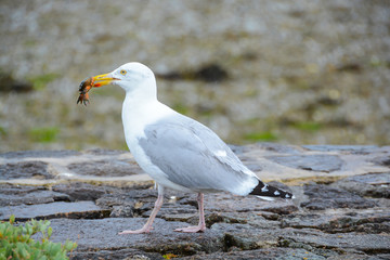 Goéland