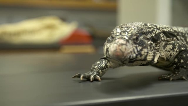 Handheld, close up shot of a white monitor lizard walking on a table, camera scans from head to tail.