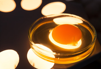 Chicken egg farm