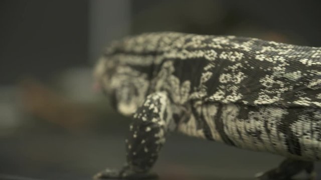 Handheld, close up shot of a white monitor lizard walking away from the camera.