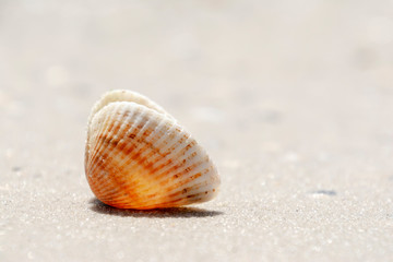 Fototapeta na wymiar Summer concept with Shell on sandy beach. Natural background