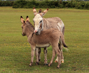 A Donkey with its foal in the New Forest national park in Hampshire England