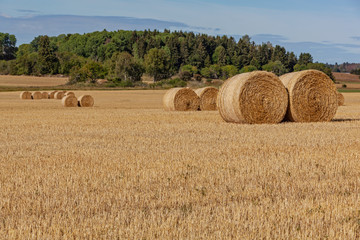 Rural landscape with hay bales on the mown field with picturesque forest on the background, Sweden