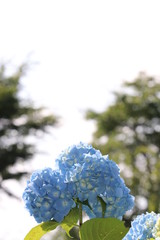 あじさいの花の咲く頃