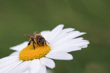 bee on  white and yellow flower head 