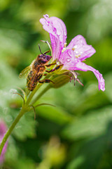Wild mallow and bee after rain.
