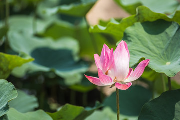 Fototapeta premium pink Lotus flower