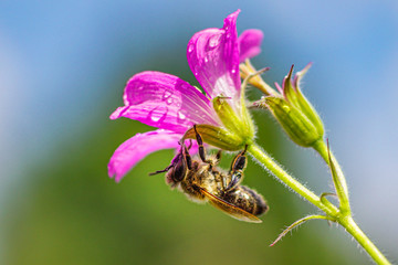 Wild mallow and bee after rain.