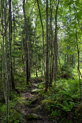 Forest of Finland in summer