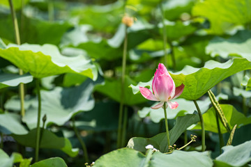 pink Lotus flower