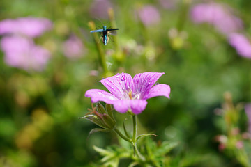 Wild mallow an bug.