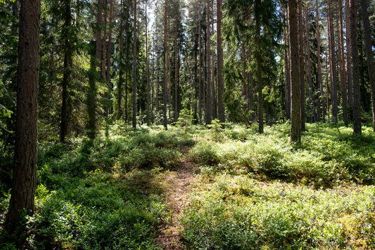 Forest Of Finland In Summer