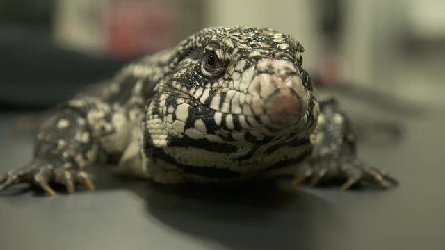 Handheld, close up shot of a white monitor lizard flicking its tongue.