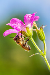 Wild mallow and bee after rain.