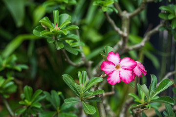 Azalea flowers in the garden