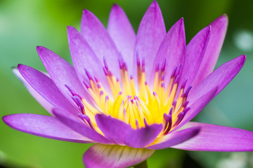 pink Lotus flower