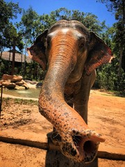 Funny elephant in sunny day.