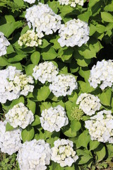 あじさいの花の咲く頃