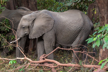 Fototapeta premium Elephant