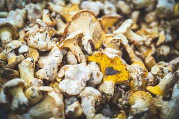 Mushrooms eat vegan and vegetarian healthy food.