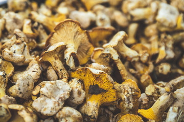 Mushrooms eat vegan and vegetarian healthy food.
