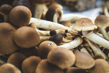 Mushrooms eat vegan and vegetarian healthy food.