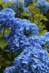 あじさいの花の咲く頃