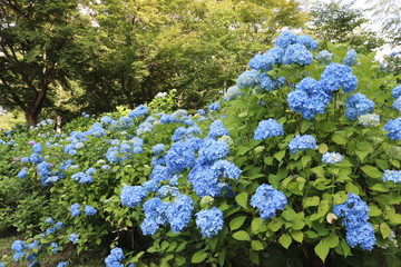あじさいの花の咲く頃