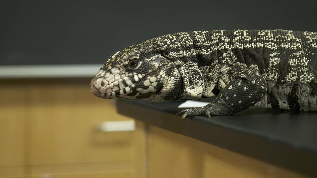 Handheld, close up shot of a white monitor lizard on the edge of a table. Camera scans the lizard's entire body.