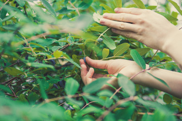 hands of woman in garden. hands of a girl pick berries from a bush.