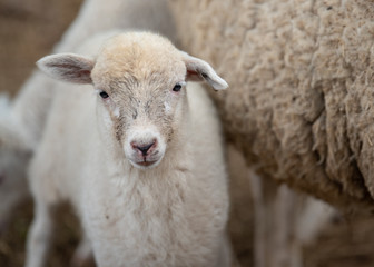 A young lamb looks directly into the camera
